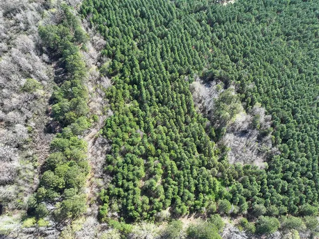 a view of a forest with a tree