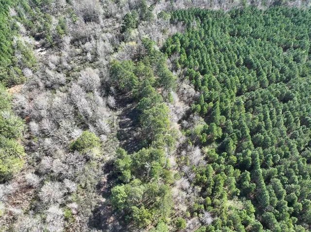 a view of a forest with a tree