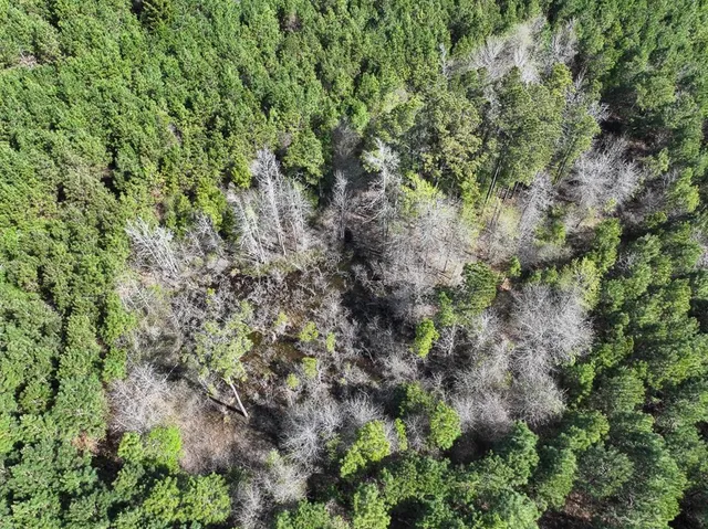 a view of a forest with a plant