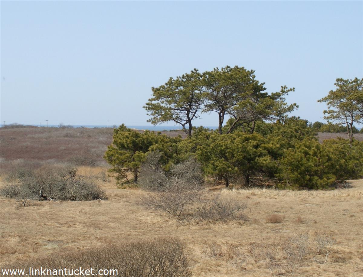 17 Ridge Lane Nantucket, MA 02554 - Photo 14 of 14 Gallery Image 14