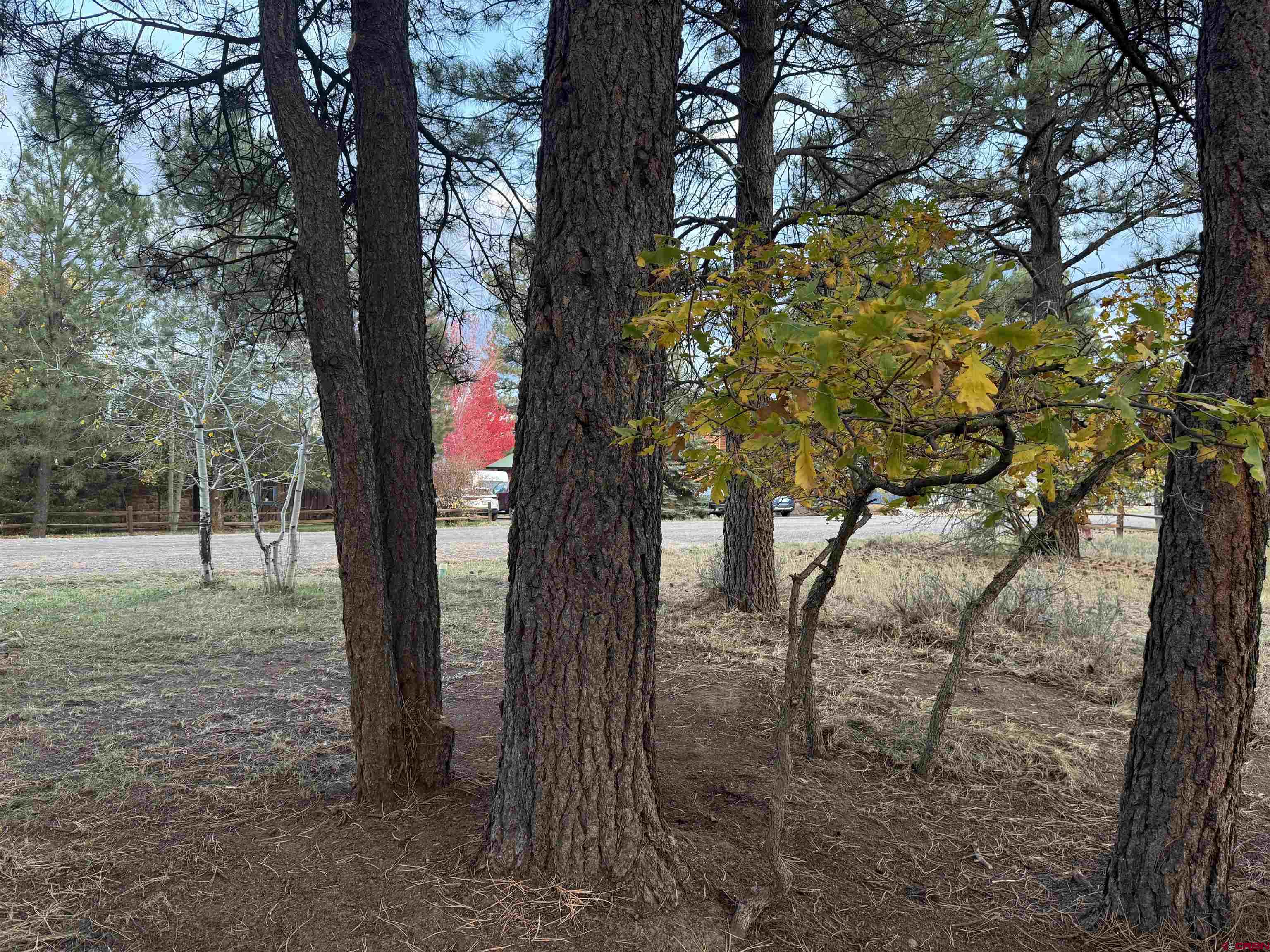 285 Beaver Circle Pagosa Springs, CO 81147 - Photo 36 of 42 a view of a trees in a yard