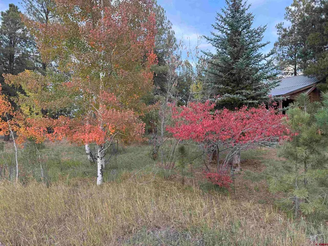 a view of a forest with a tree