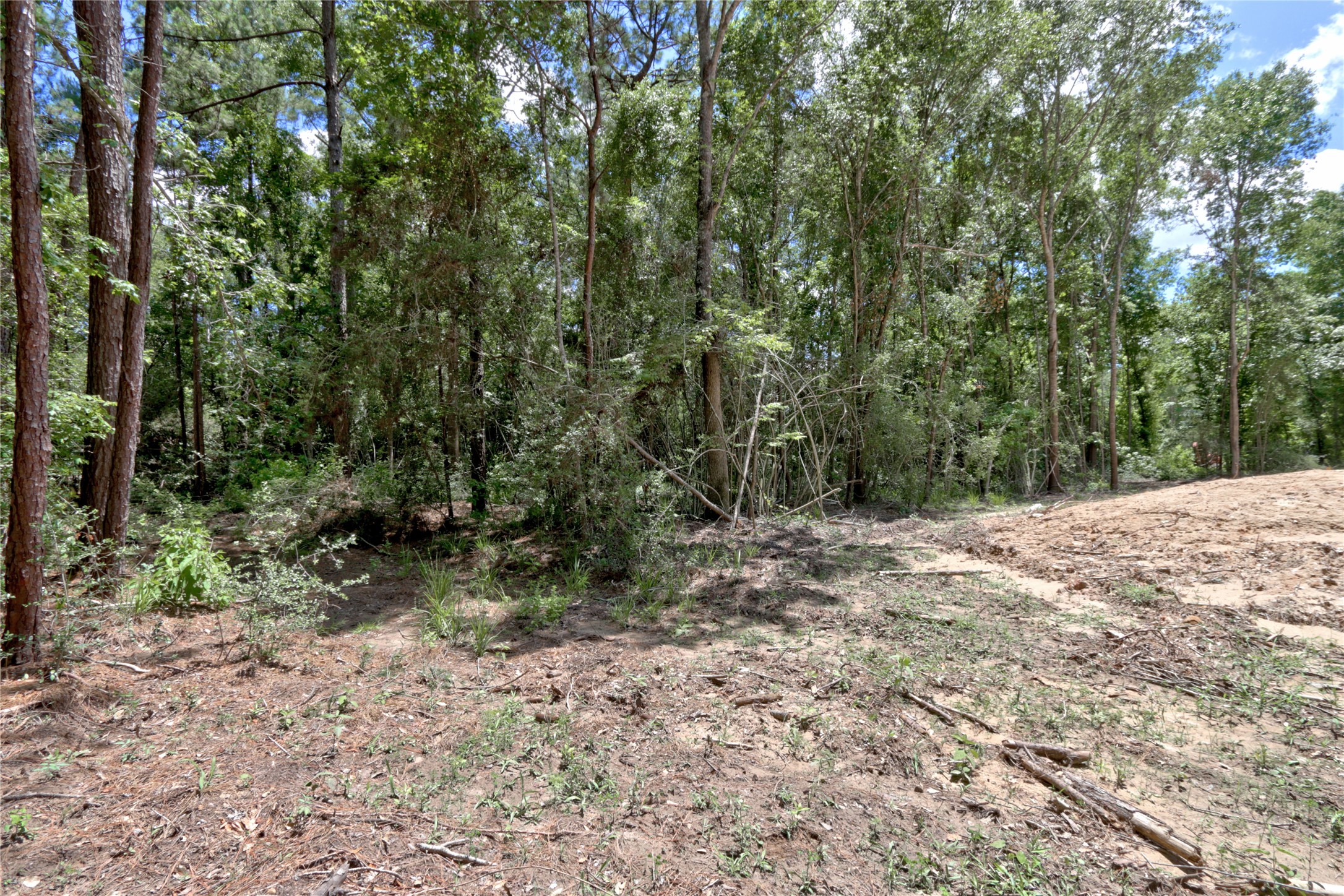 258 Heartland Road New Waverly, TX 77358 - Photo 19 of 27 Ground Shots of Lot with beautiful trees ready for your dream home