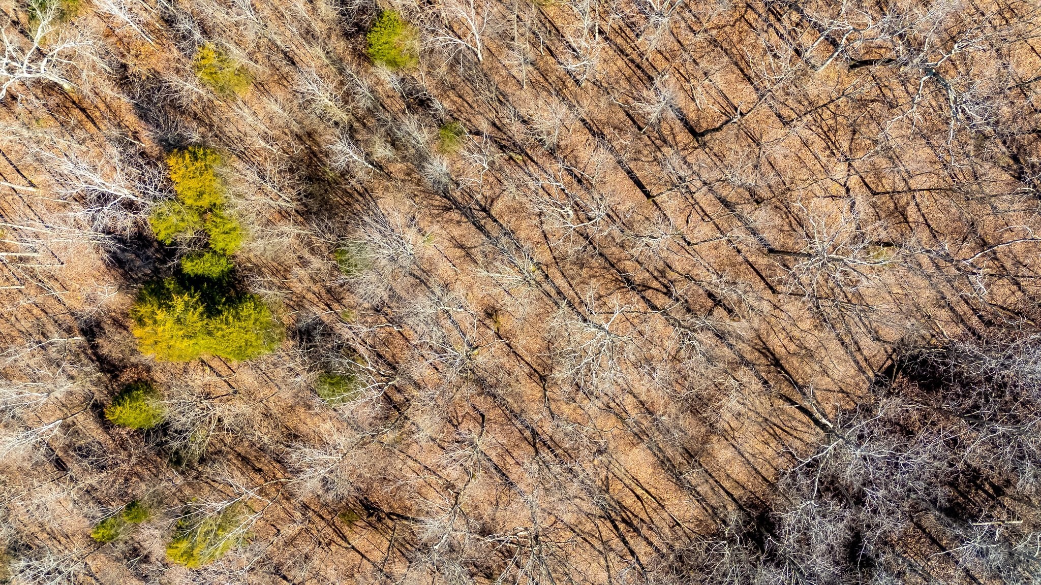 2800 North Hurricane Creek Road McEwen, TN 37101 - Photo 26 of 36 a view of a tree