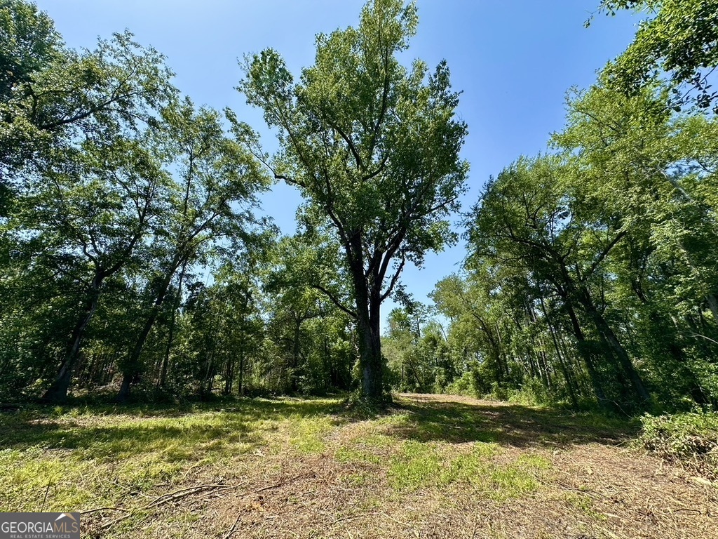 a view of a backyard with large trees