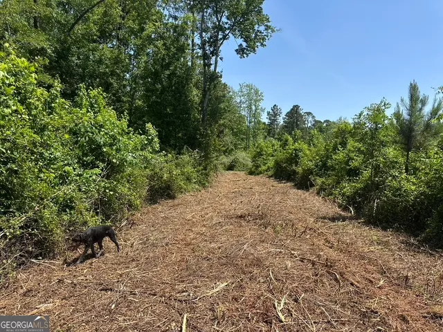 a big yard with lots of green space and plants