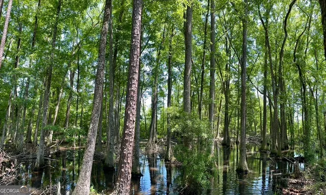 a view of a bunch of trees and bushes