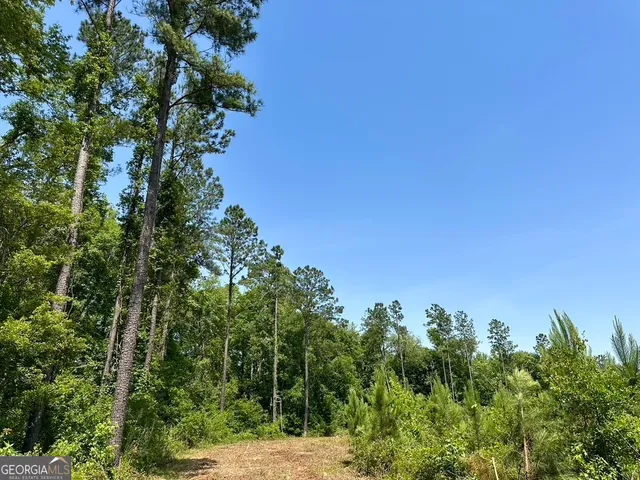 a view of a yard with plants and a tree