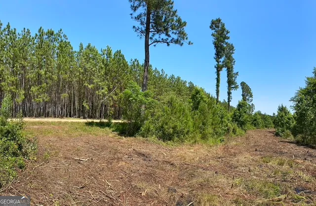 a view of a yard with a tree