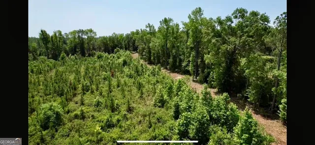 a view of a lush green forest with lawn chairs