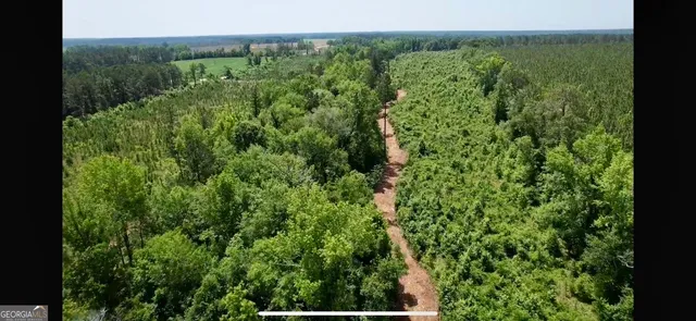 a view of a lush green forest with a forest