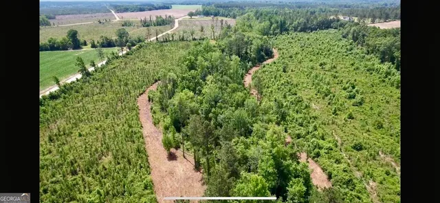 a view of a garden with plants