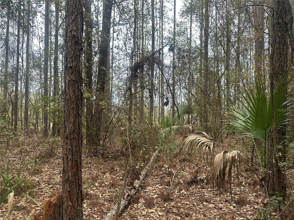 Northwest 170th Street Reddick, FL 32686 - Photo 3 of 9