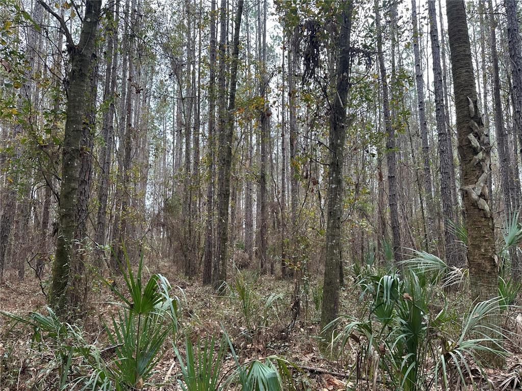 Northwest 170th Street Reddick, FL 32686 - Photo 4 of 9