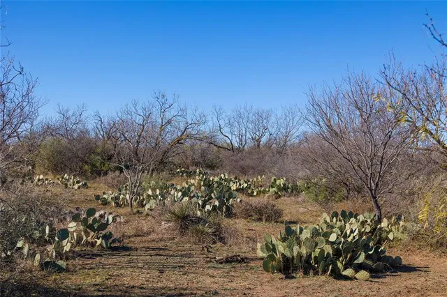 a view of a yard with a tree