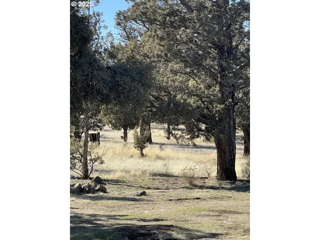 a view of a yard with trees