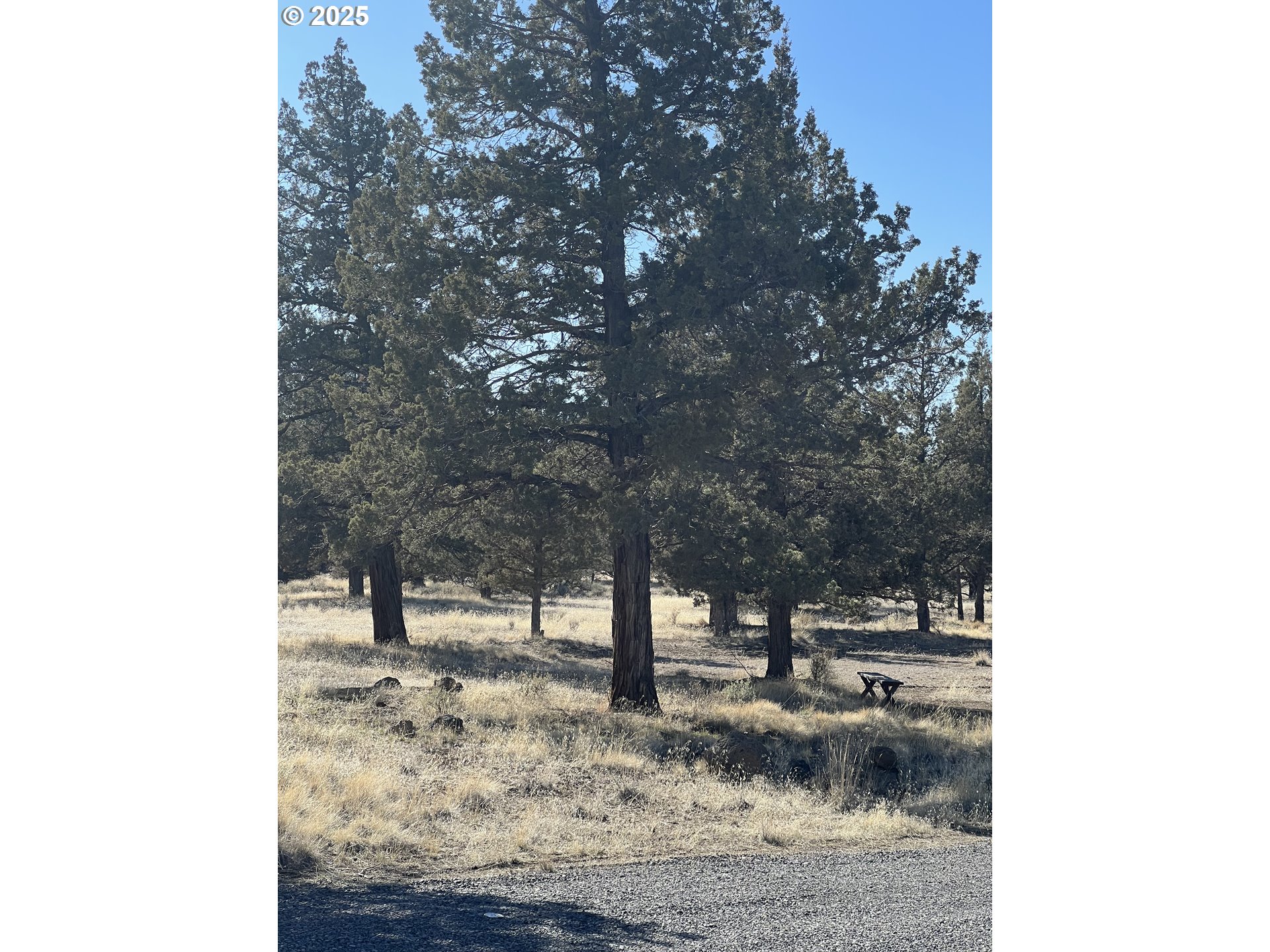 69380 Buckhorn Road Redmond, OR 97756 - Photo 9 of 25 a view of a yard with trees