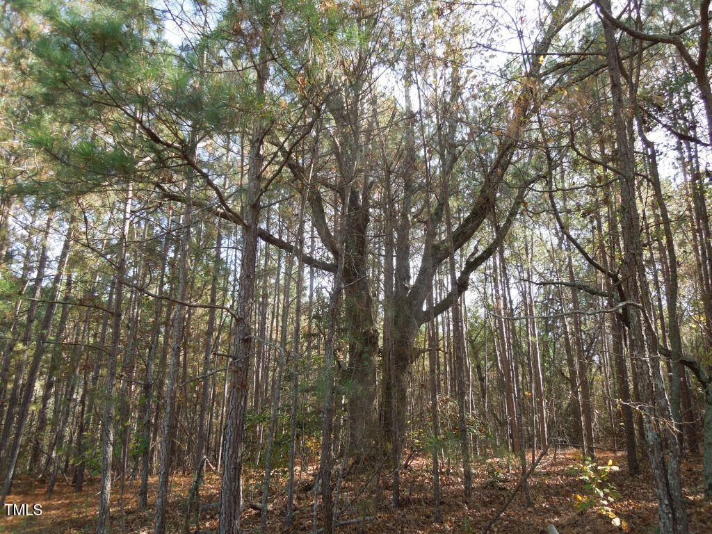 Tbd Cook Road Carthage, NC 28327 - Photo 16 of 40 DSCN0102
