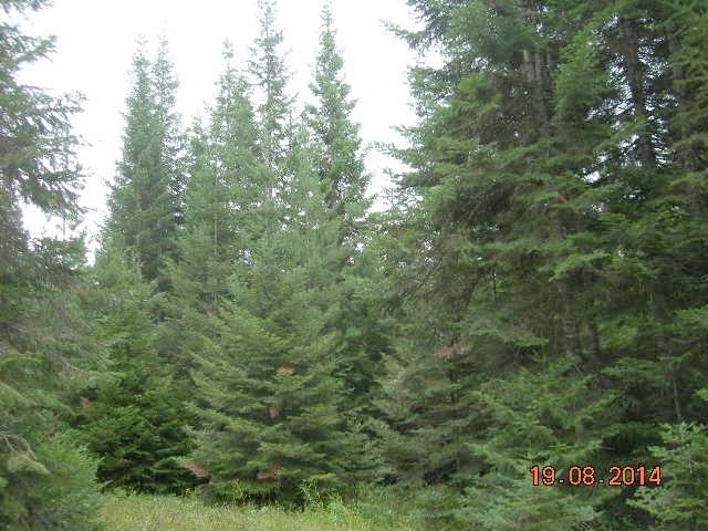 731 Levitch Road Newport, WA 99156 - Photo 1 of 15