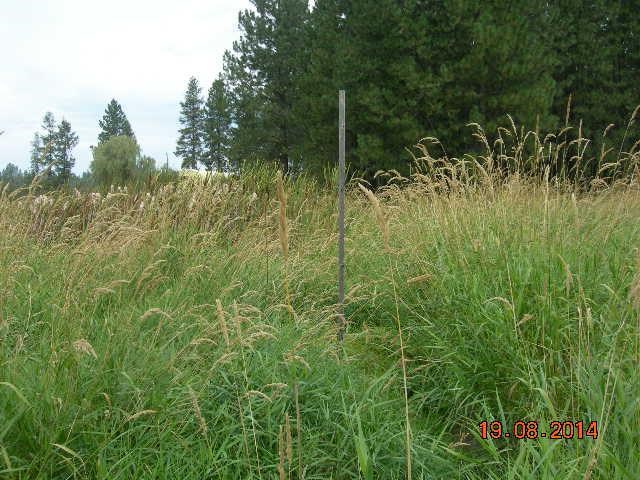 731 Levitch Road Newport, WA 99156 - Photo 4 of 15