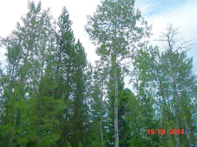 731 Levitch Road Newport, WA 99156 - Photo 6 of 15