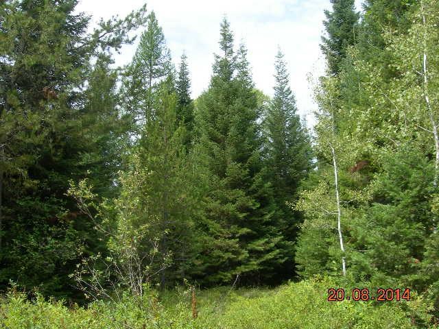 731 Levitch Road Newport, WA 99156 - Photo 8 of 15