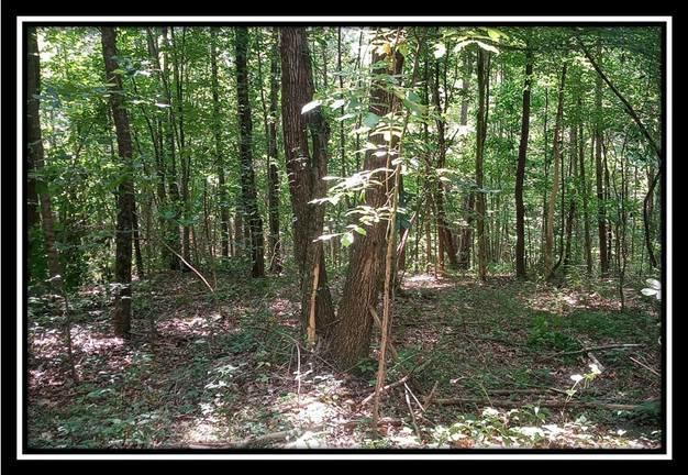 3186 Alice Road Vinton, OH 45686 - Photo 13 of 32