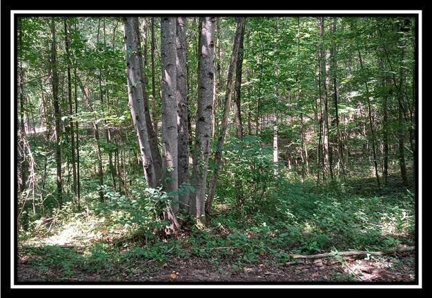 3186 Alice Road Vinton, OH 45686 - Photo 19 of 32