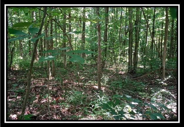 3186 Alice Road Vinton, OH 45686 - Photo 10 of 32