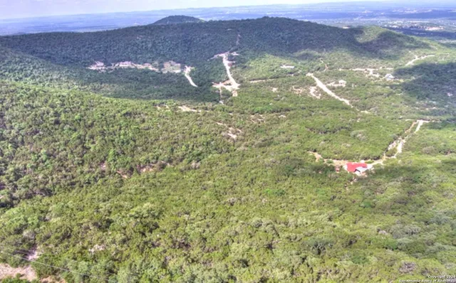 a close up of a tree