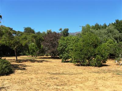 314 Del Norte Road Ojai, CA 93023 - Photo 7 of 8 Flat, all-usable lot with mountain view and fruit trees