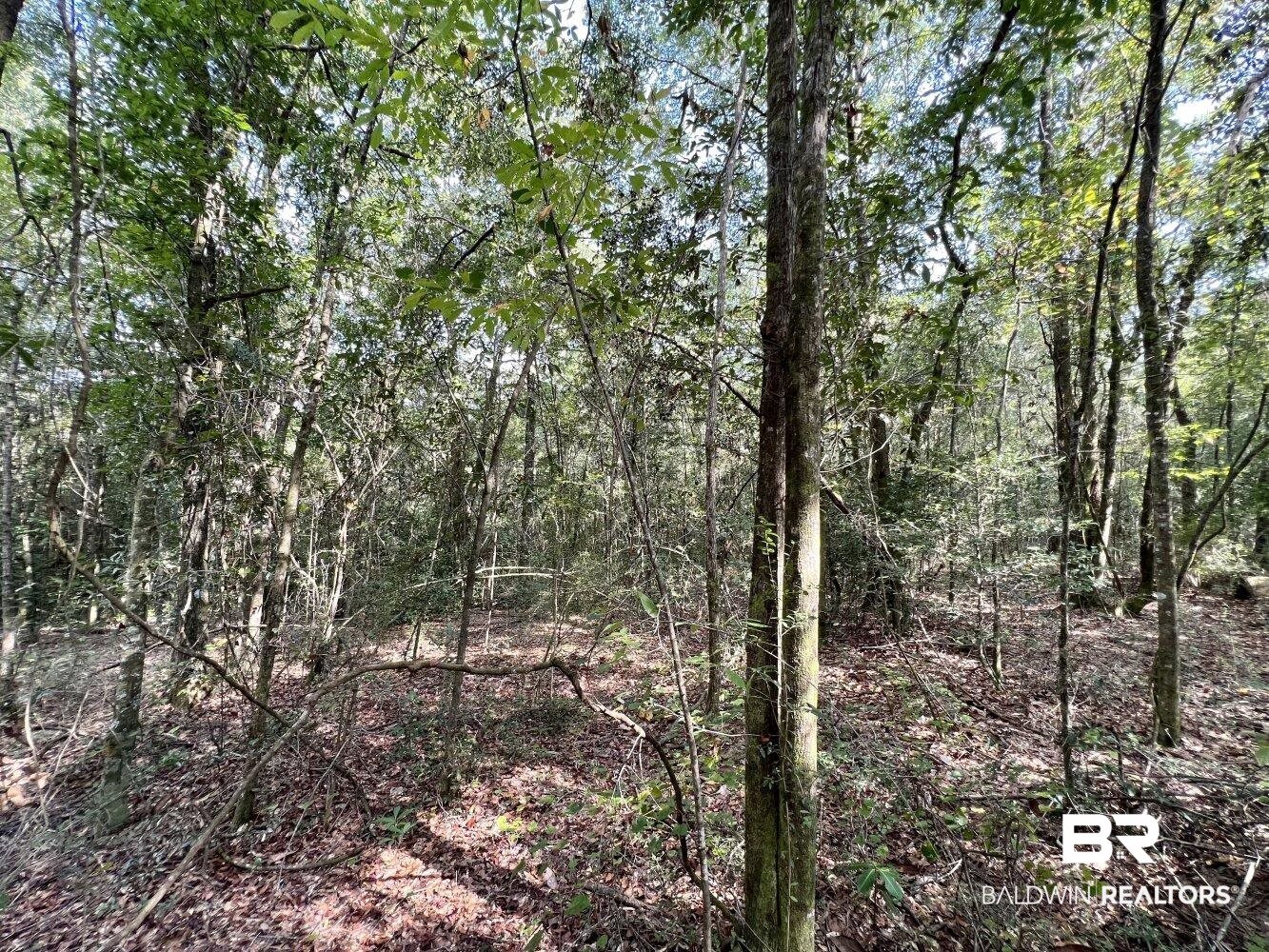0 Bear Fork Road Mobile, AL 36618 - Photo 22 of 50