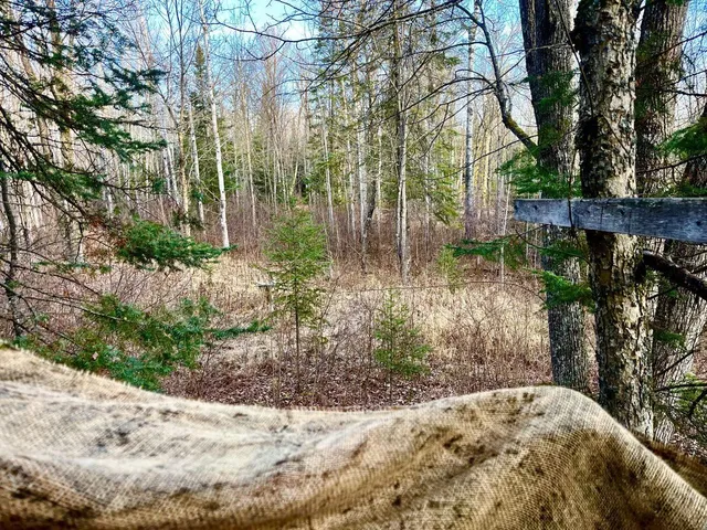 $249,900 | Xxx Benson Road, Alborn, MN 55702