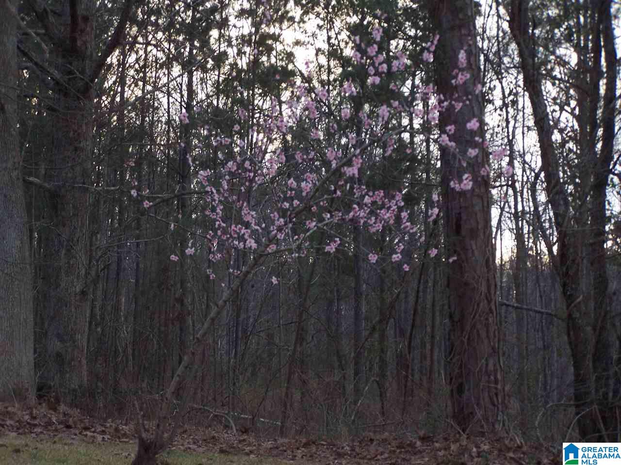 9729 Mize Road Remlap, AL 35133 - Photo 20 of 20