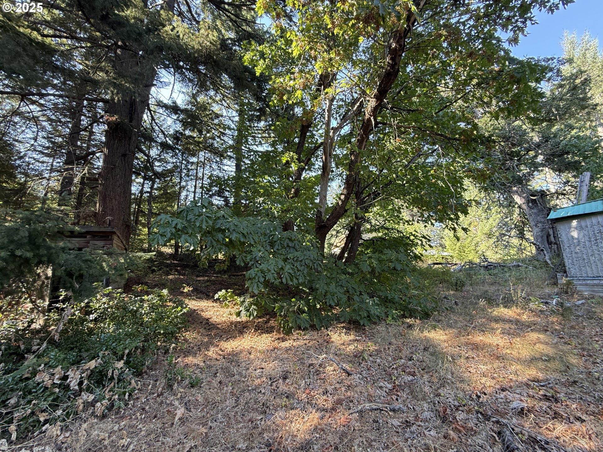 121 Cooke Road White Salmon, WA 98672 - Photo 40 of 48 a view of a tree in a yard