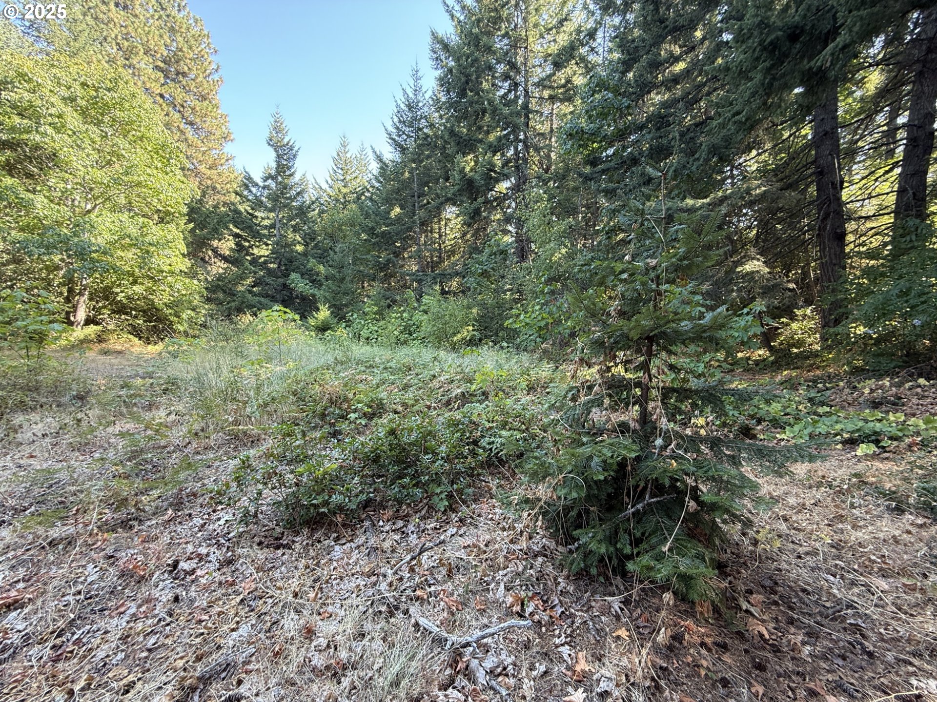 121 Cooke Road White Salmon, WA 98672 - Photo 42 of 48 a view of a large yard with lots of trees