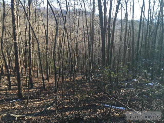 Off Boone Ridge Road Butler, TN 37640 - Photo 2 of 2 a view of lots of trees