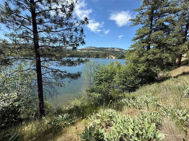 a view of a forest with a tree