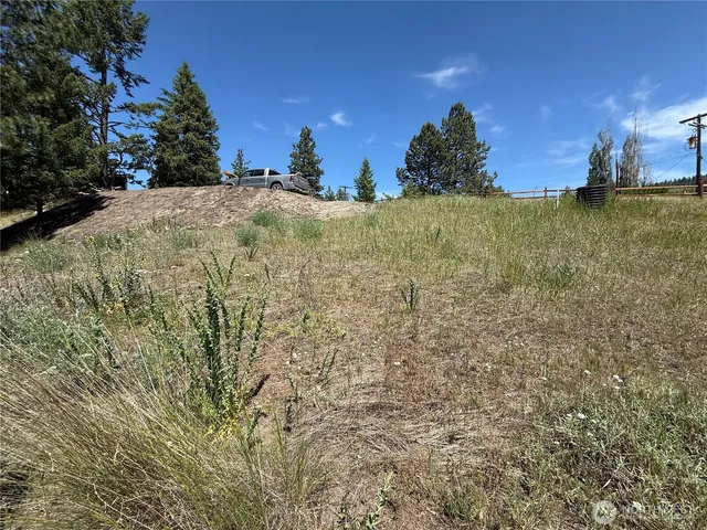 a view of a bunch of trees and bushes