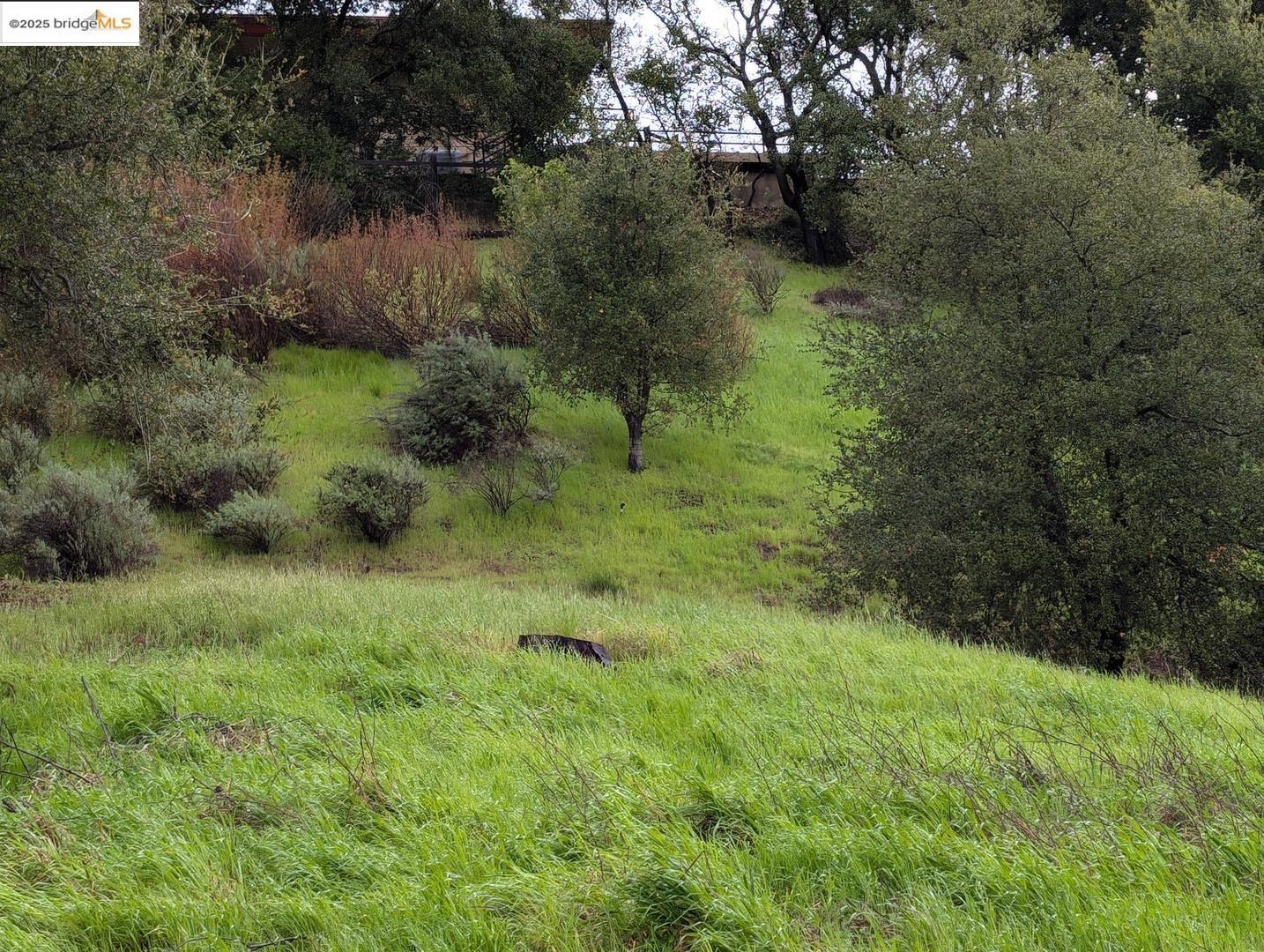 22346 Regnart Road Cupertino, CA 95014 - Photo 15 of 20 a view of a lush green forest with lots of trees