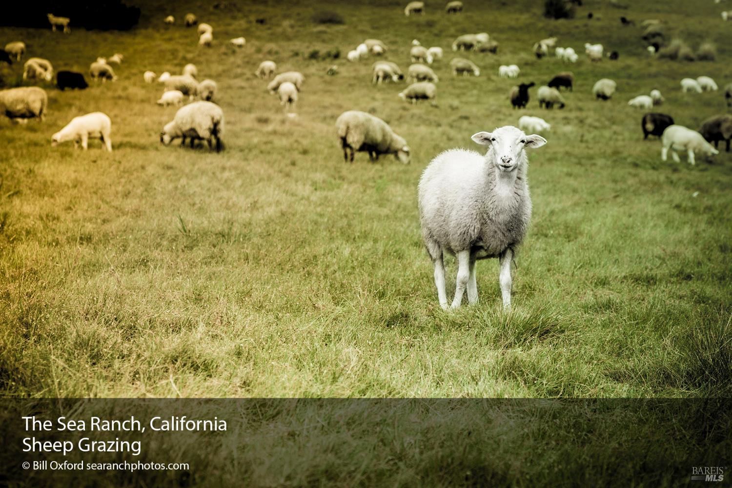 35411 Fly Cloud Road The Sea Ranch, CA 95497 - Photo 16 of 21