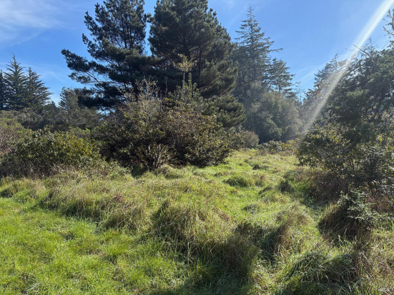 35411 Fly Cloud Road The Sea Ranch, CA 95497 - Photo 4 of 21 a view of a lush green forest with large trees