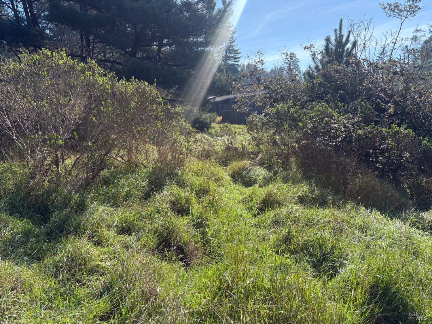35411 Fly Cloud Road The Sea Ranch, CA 95497 - Photo 6 of 21 a view of a yard with large trees