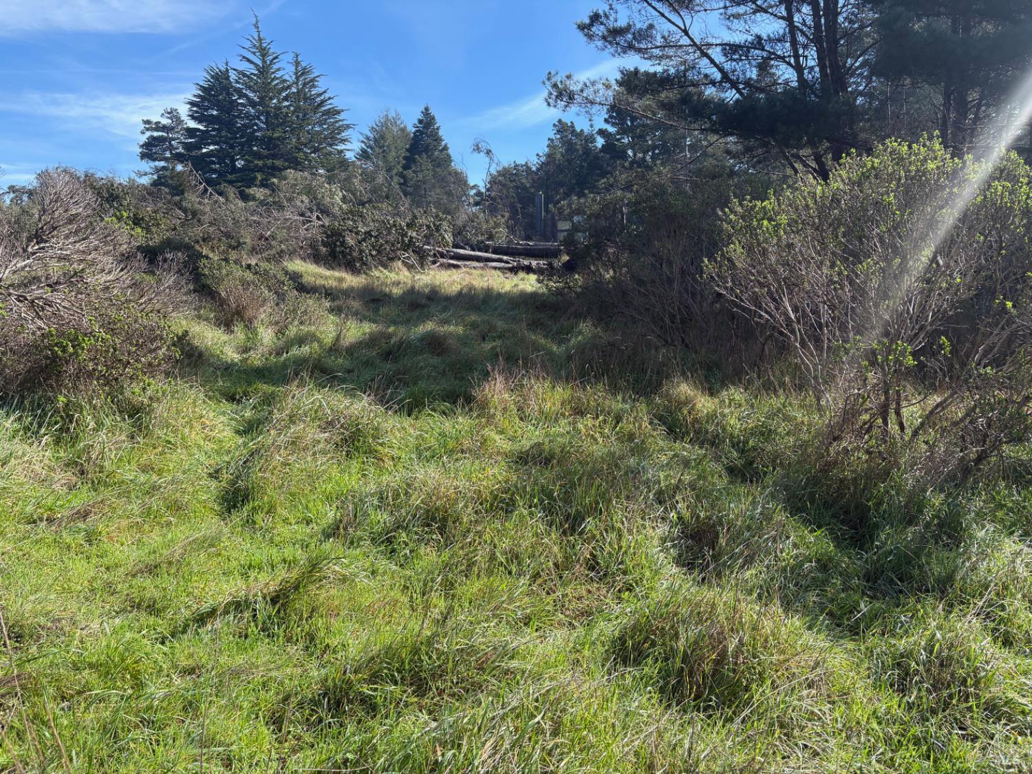35411 Fly Cloud Road The Sea Ranch, CA 95497 - Photo 7 of 21 a view of a forest with a tree