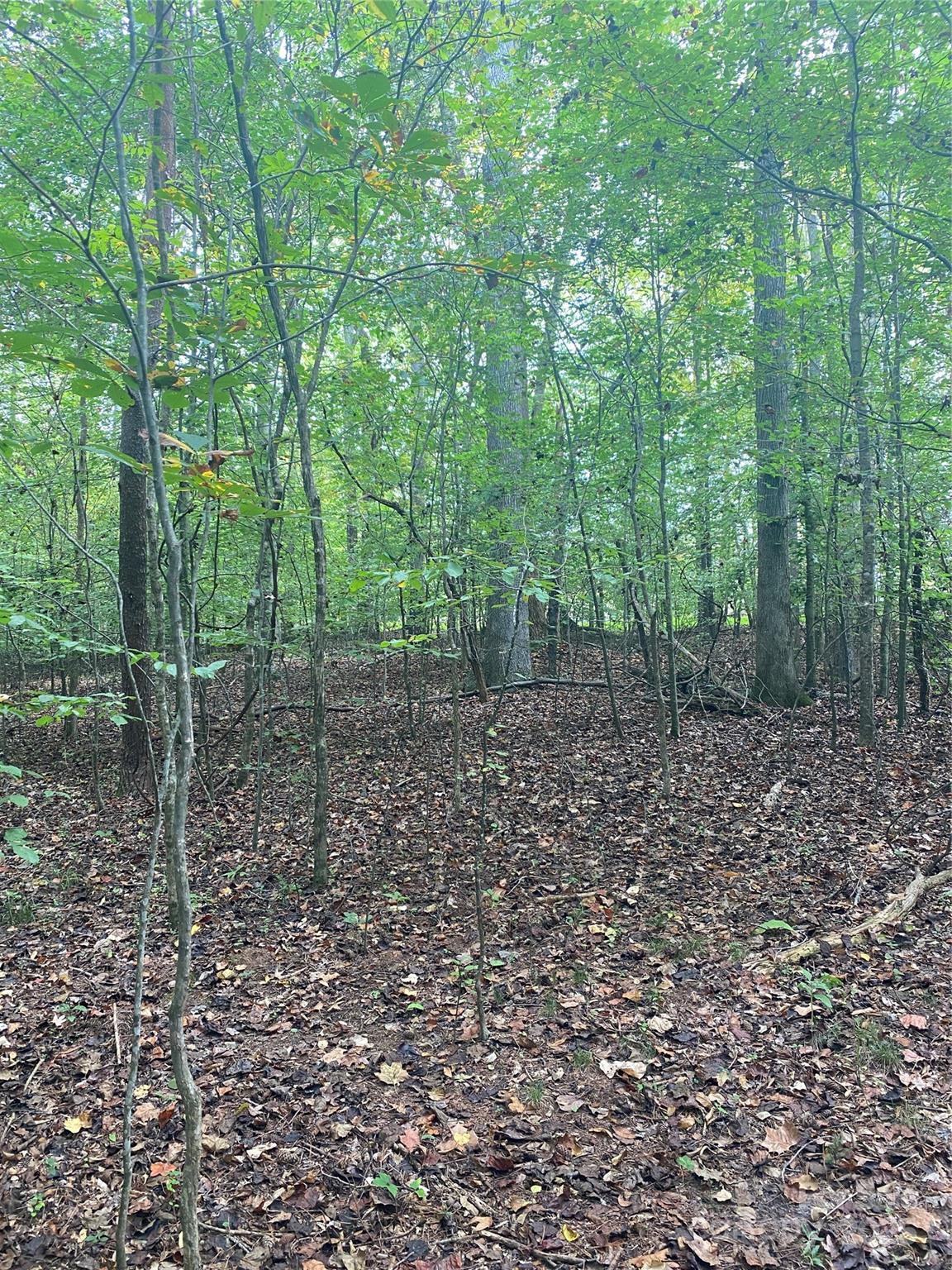 Tbd Crossland Road, Unit 2 Clover, SC 29710 - Photo 8 of 14 a view of a forest with trees