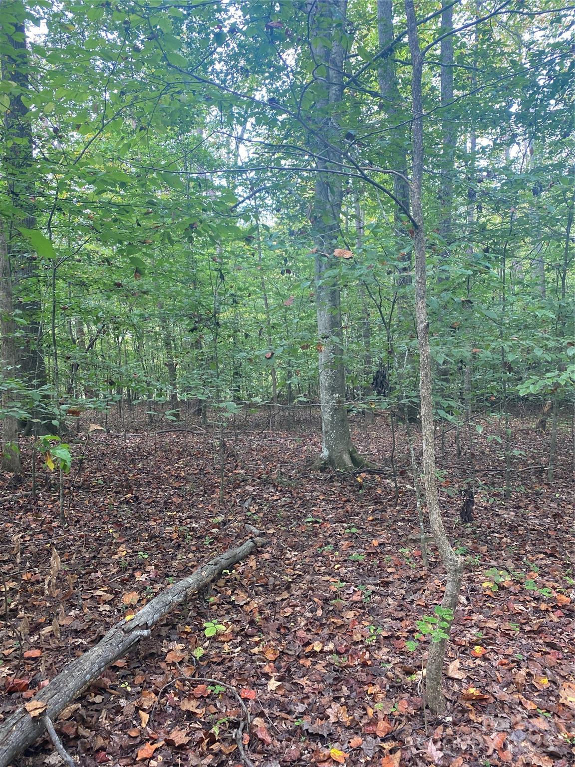 Tbd Crossland Road, Unit 2 Clover, SC 29710 - Photo 9 of 14 a view of a forest that has large trees
