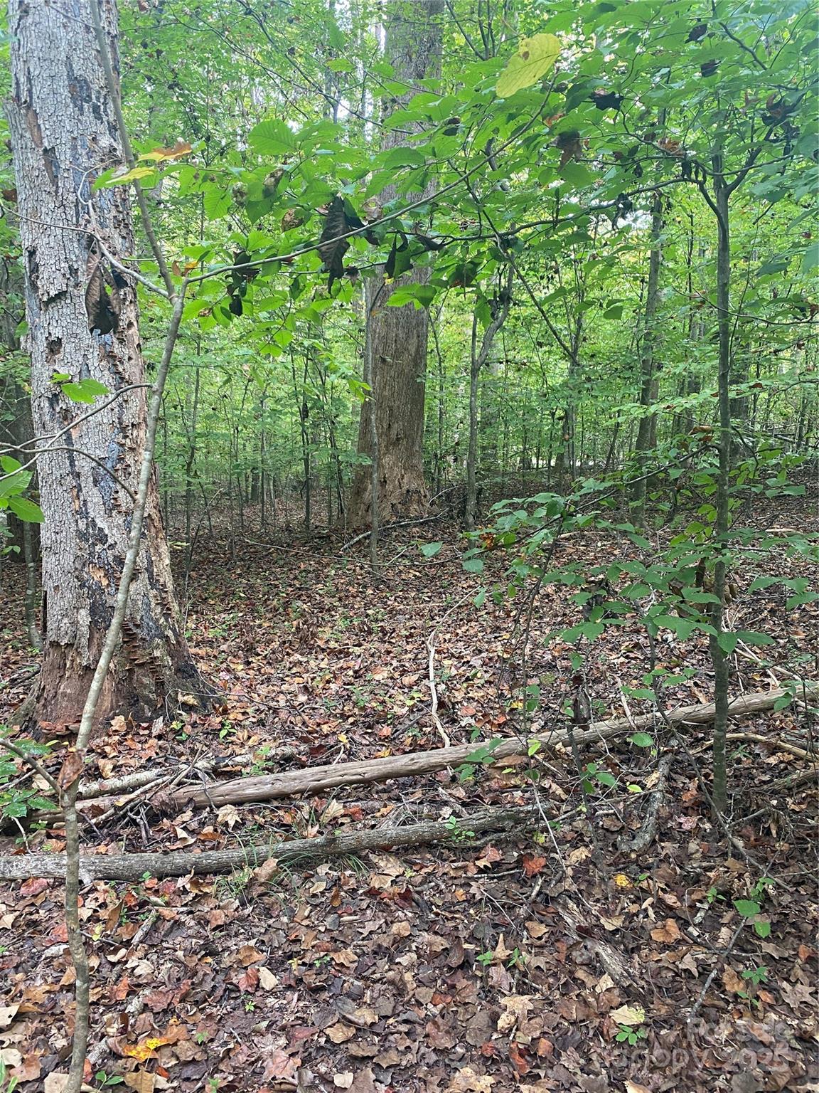 Tbd Crossland Road, Unit 2 Clover, SC 29710 - Photo 10 of 14 a view of a yard with plants and large trees