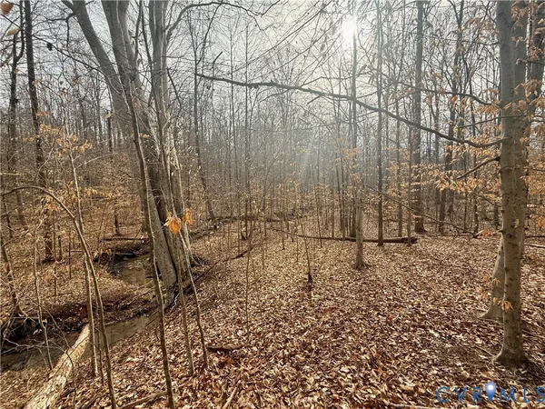 a view of a yard with large trees