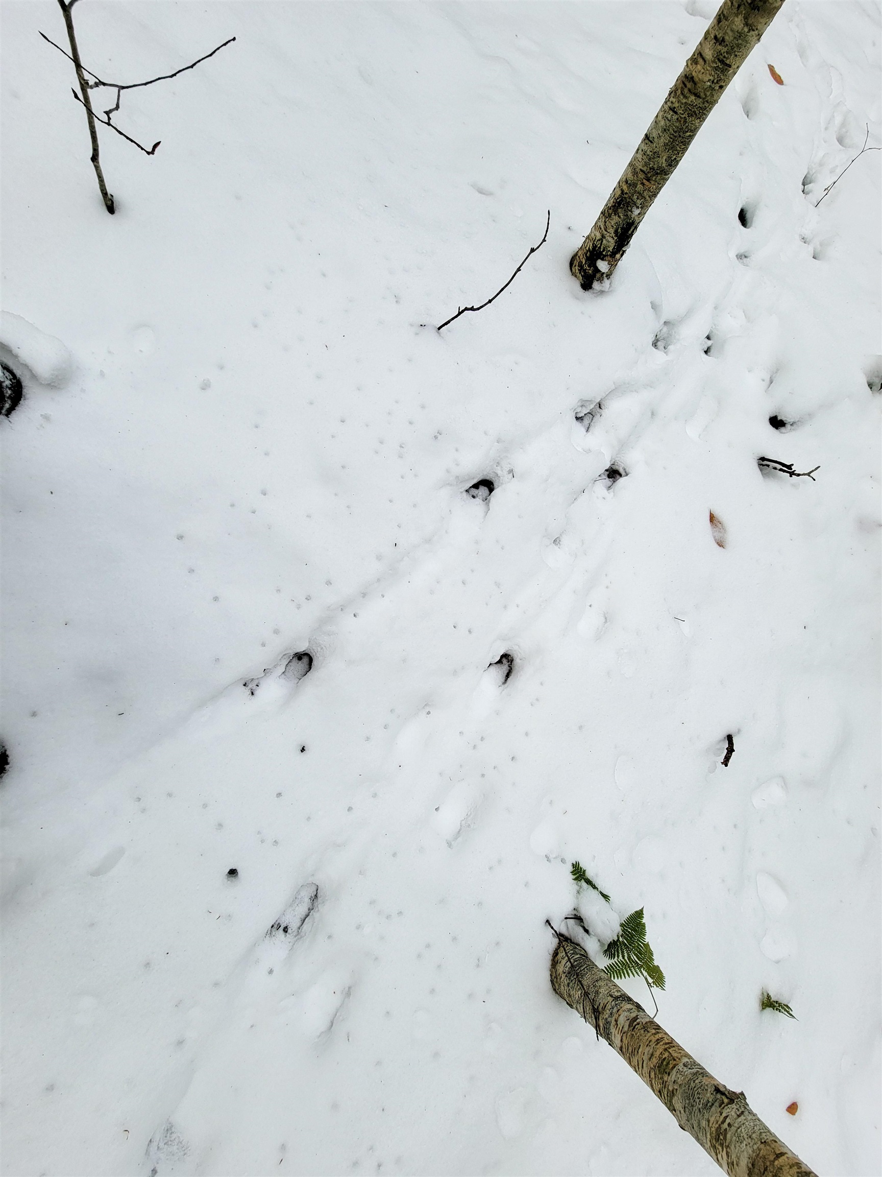 167 High Meadow Road Stowe, VT 05672 - Photo 44 of 55