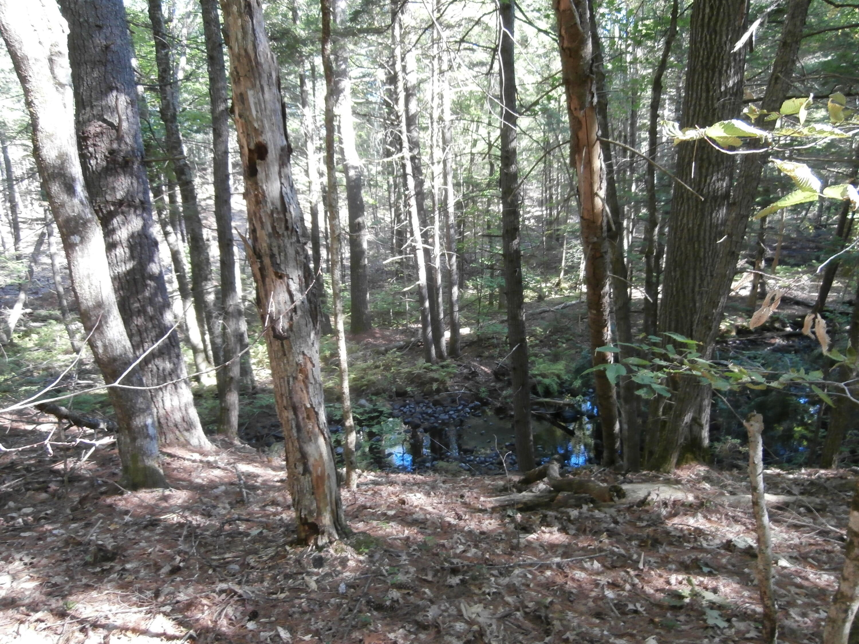 Lot15-006b Quarry Road Limerick, ME 04048 - Photo 14 of 15 P1010617